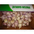 Fresh Best Quality Normal White Garlic